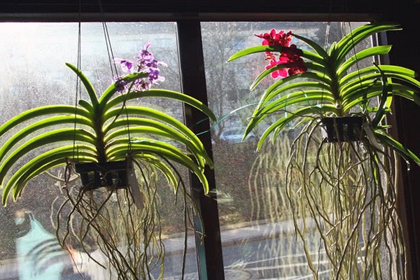 orchid vanda care + at home