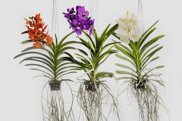orchid vanda care + at home