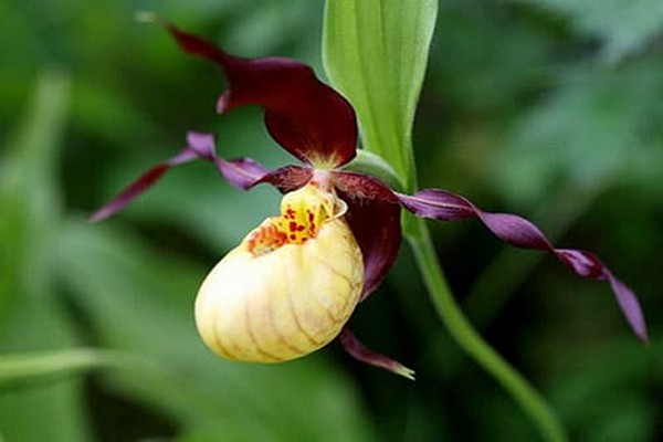 дамски чехли орхидеи