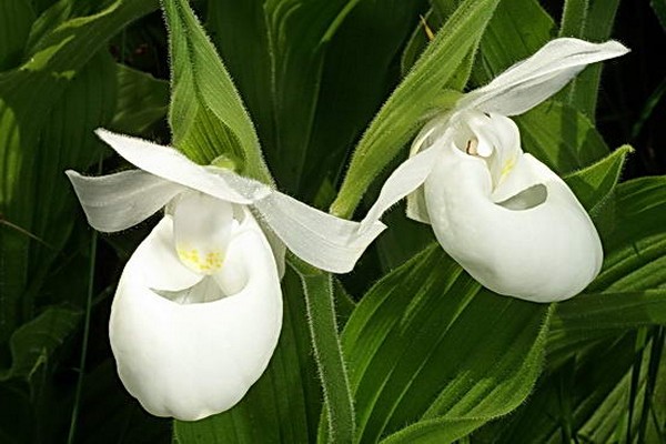 дамски чехли орхидеи