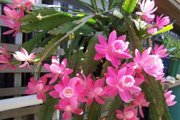 epiphyllum flower