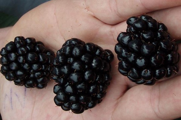 blackberry auchita мнения
