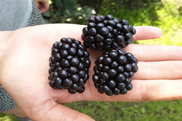 Blackberry triple crown photo