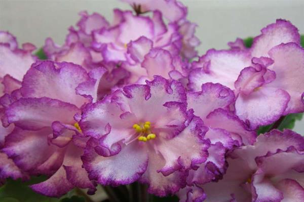 Foto violeta Jan Minuet