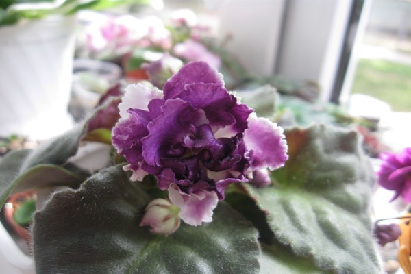 pelbagai isadora violet