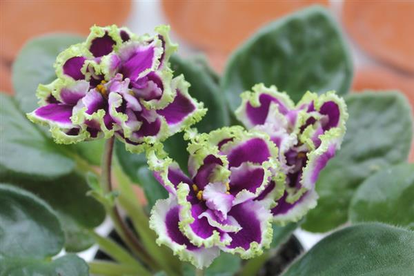 Violet malachite orchid na larawan