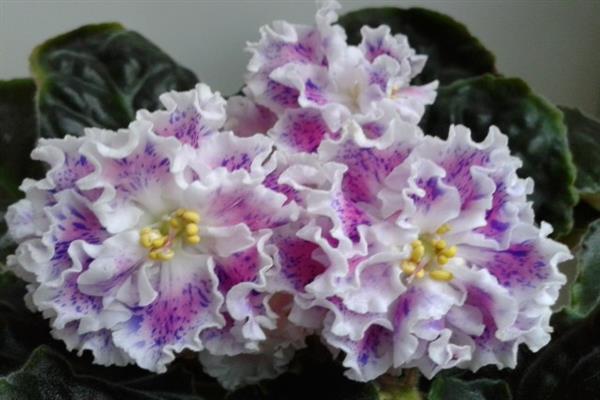 Ảnh của Violet Sulamith