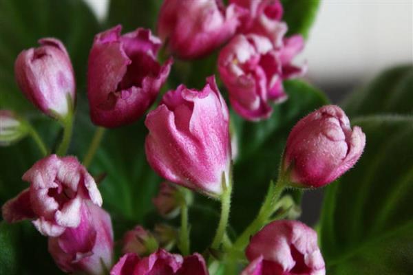 Foto tulip sihir ungu