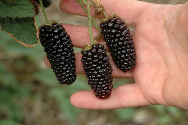 ulasan gambar penerangan pelbagai jenis blackberry