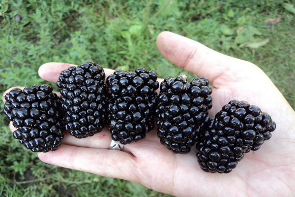 ulasan gambar penerangan pelbagai jenis blackberry