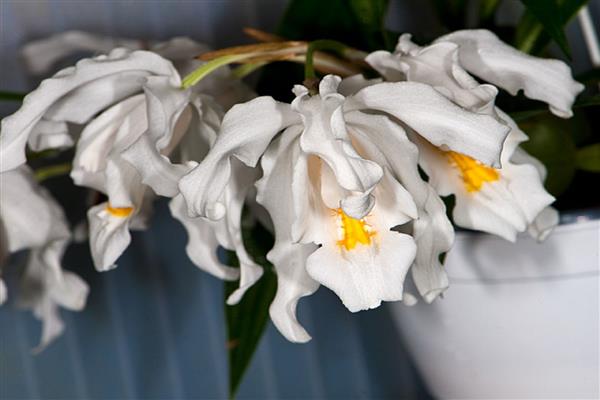 Foto orkid Celogin