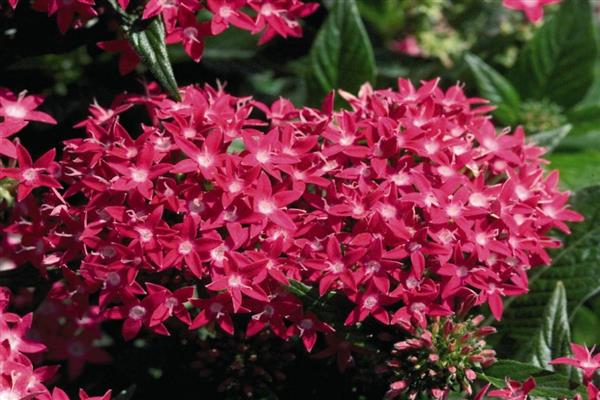 Ảnh Pentas