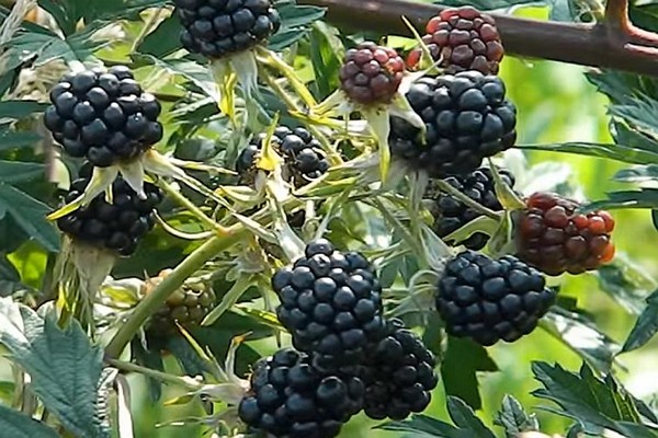ulasan pelbagai jenis blackberry