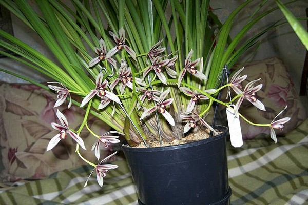 orkid cymbidium