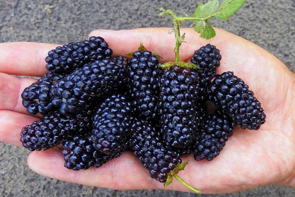 pelbagai jenis blackberry Brzezina
