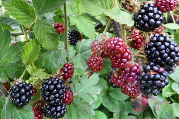 Description de la variété blackberry cherokee