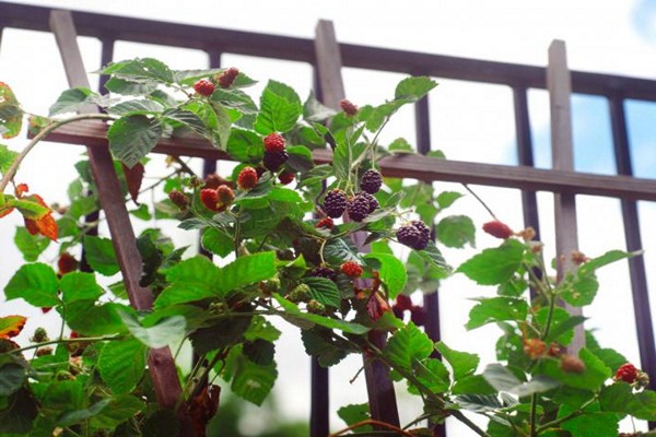 blackberry đa dạng cherokee