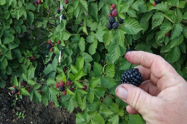 blackberry jumbo variety