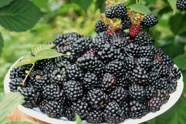 cara menanam blackberry