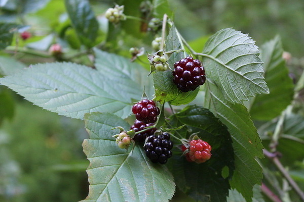 blackberry berdekatan