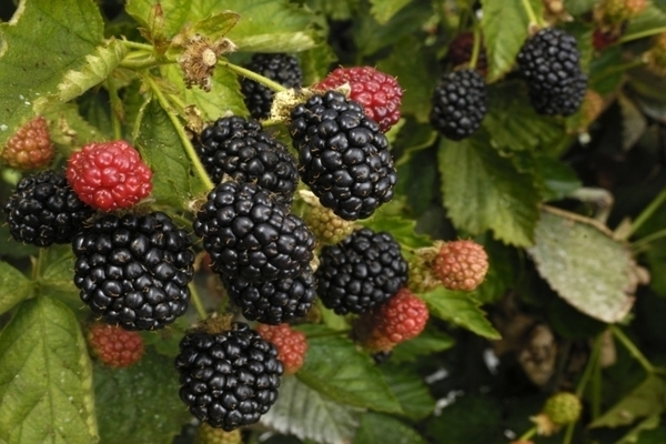 how to grow blackberries