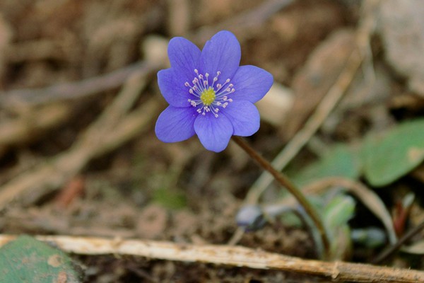 forest violet flower