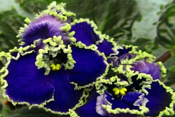 krole indah ungu