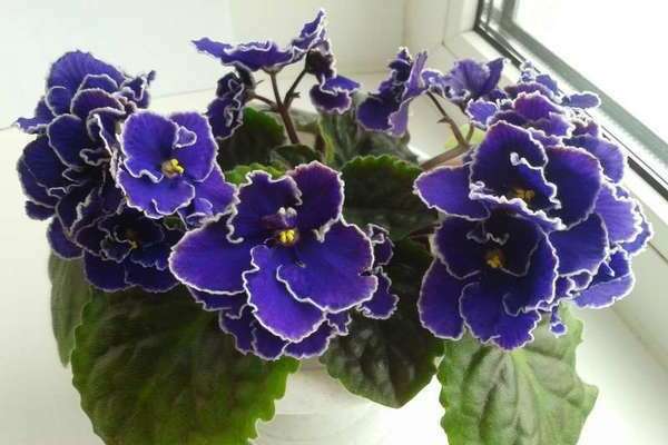 krole indah ungu