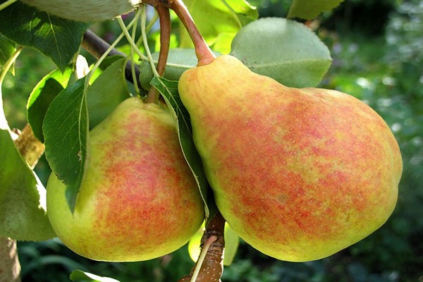 paglalarawan ng lada pear