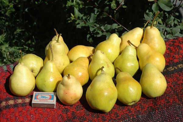 foto pear lada