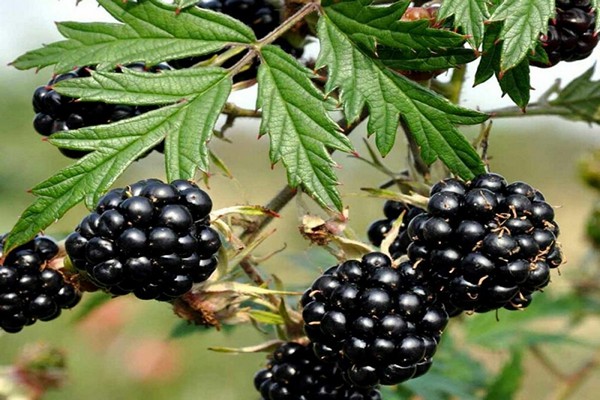 blackberry oregon ακανθώδες
