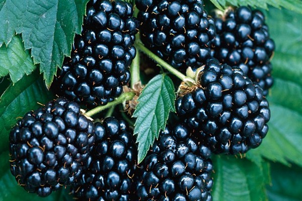 blackberry oregon thornless description