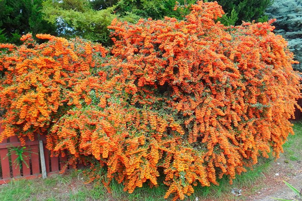 pyracantha photo