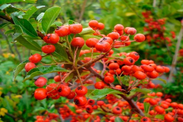 omsorg for pyracantha