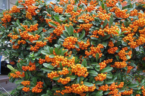 pyracantha in crescita