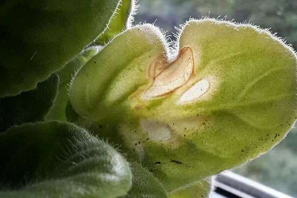 taches sur les feuilles de violette