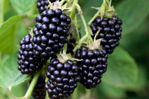 ulasan foto varieti blackberry