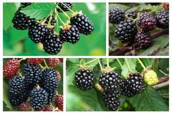 penerangan mengenai varieti blackberry