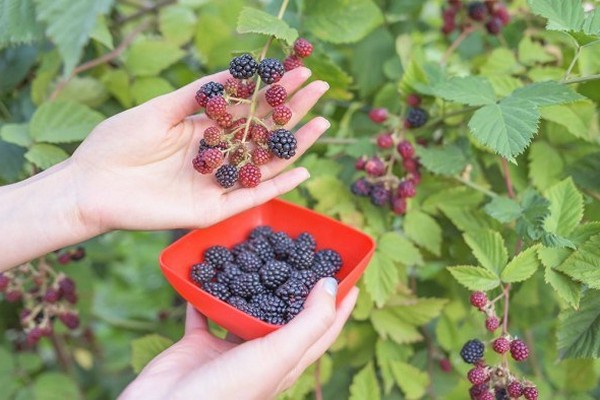 penerangan mengenai varieti blackberry