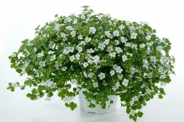 plante bacopa