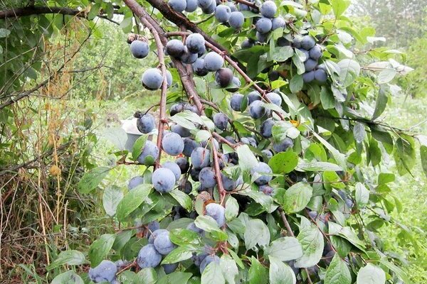 thorny plum