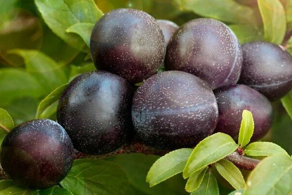 plum berduri