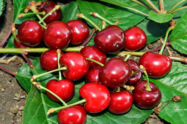 Cherry Dann
