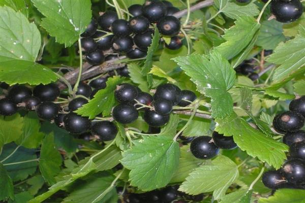 Ribes nero Vologda foto