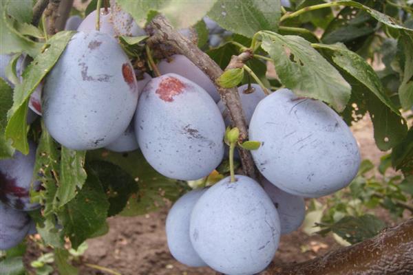 Prunes Adyghe ảnh