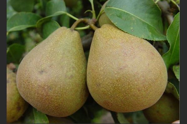Pear Belorussian late