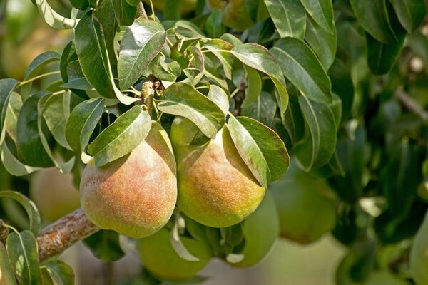 Pear grade for children
