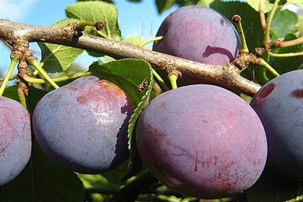 Foto Mula Plum