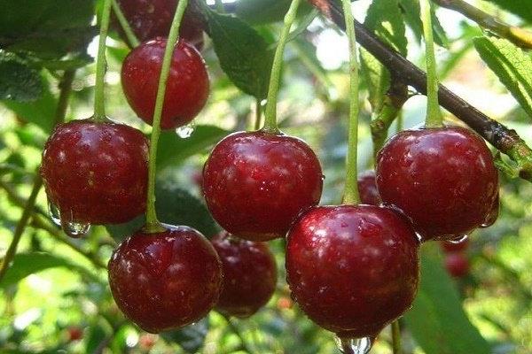 Cherry Bulatnikovskaya litrato