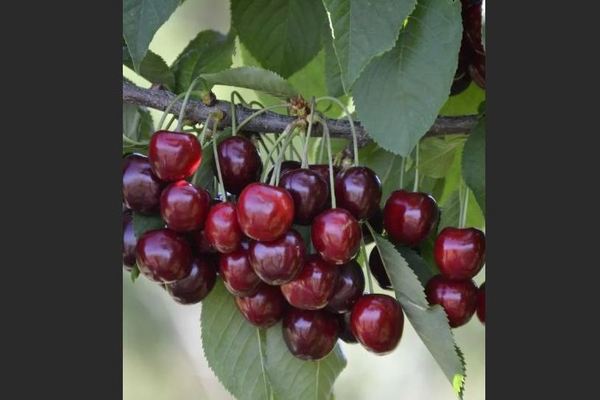 Cherry Garland